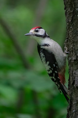 Удивительная природа