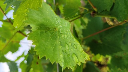 green leaves with drops of water