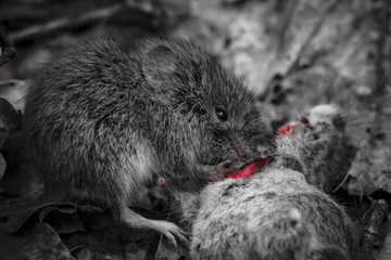 Удивительная природа