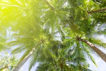 Rolgordijnen Palmen von unten fotografiert © Robert Leßmann