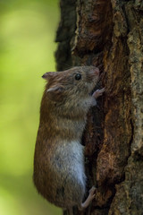 Удивительная природа