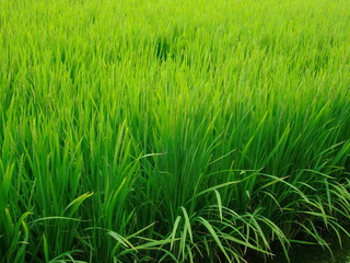 Obraz premium 田んぼ