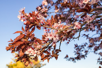 Beautiful flower in sun