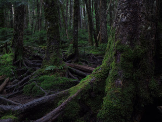 Obraz premium 八ヶ岳（麦草峠・白駒池）の苔の森
