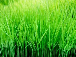 Fototapeta na wymiar Close up view of green grass