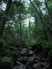 Fototapeta premium 八ヶ岳（麦草峠・白駒池）の苔の森