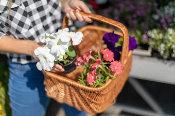 Customer with basket full of flowers in garden center