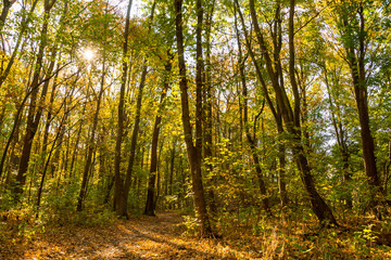 Fototapeta na wymiar farbiges Herbstlaub in einem Wald, Ahorn