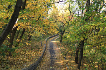 Curved and old park path, covered with yellow leaves. Golden autumn in a city park