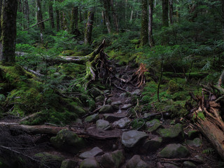 八ヶ岳（麦草峠・白駒池）の苔の森