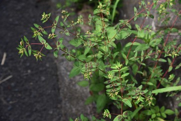 Eyebane is a medicinal plant native to the United States, but is now a wild weed.