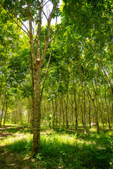 Rubber farm inland of Hainan Island, China