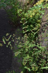 Eyebane is a medicinal plant native to the United States, but is now a wild weed.