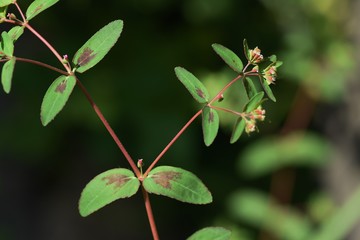 Eyebane is a medicinal plant native to the United States, but is now a wild weed.