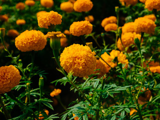 A beautiful Marigolds in the flowers garden