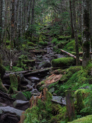 八ヶ岳（麦草峠・白駒池）の苔の森