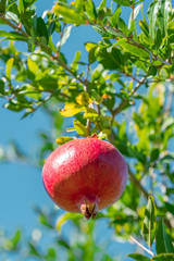 Ripe pomegranate fruit on a tree branch
