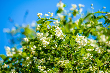      Blossoming branch of Jasmine on a natural background 