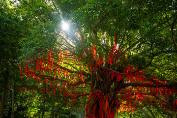 Tree with a lot of small red inscribed wish tapes next to chinese temple