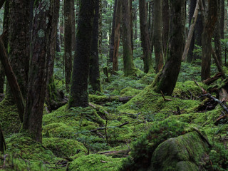 Naklejka premium 八ヶ岳（麦草峠・白駒池）の苔の森