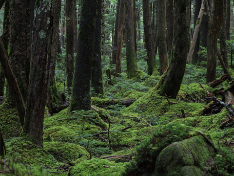 八ヶ岳（麦草峠・白駒池）の苔の森 © T.Hashimo