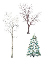 Fototapeta premium Winter trees set. Watercolor silhouettes of snow covered Christmas tree, birch and elm.