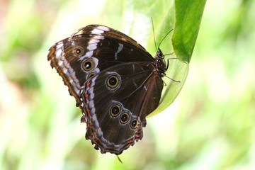 Butterfly resting on a green leaf with wings closed (Morpho absoloni)