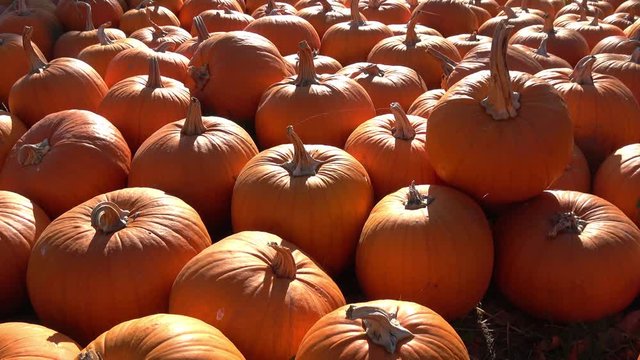 sehr viele orange K&uuml;rbisse liegen auf einem Haufen