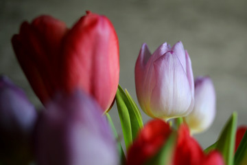 Multicolored tulips