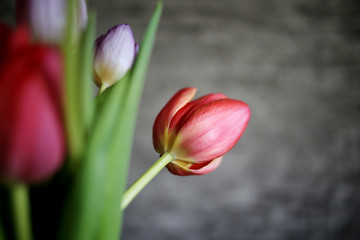 Naklejka premium Multicolored tulips