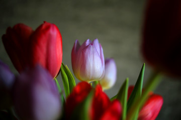 Multicolored tulips