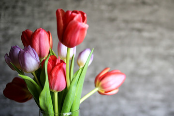 Multicolored tulips