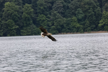 Fischadler auf der Jagd nach Fischen
