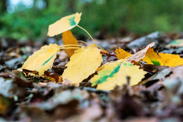 Aspen leaf on a forest trail. Fallen yellow aspen leaf.