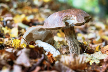 Edible mushrooms on the ground. Two boletus in the grass.