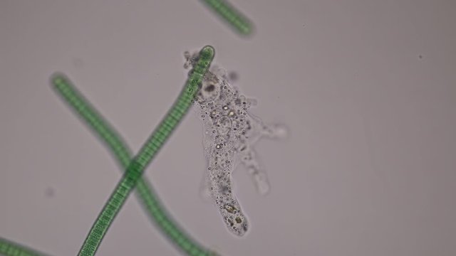 Amoebae move and feed by using pseudopods, which are bulges of cytoplasm formed by the coordinated action of actin microfilaments pushing out the plasma membrane that surrounds the cell.