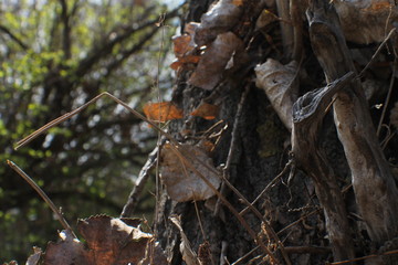 Spiss castle Slovakia