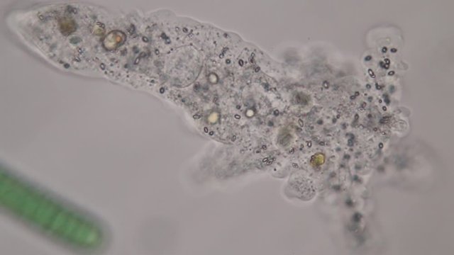Amoebae move and feed by using pseudopods, which are bulges of cytoplasm formed by the coordinated action of actin microfilaments pushing out the plasma membrane that surrounds the cell.