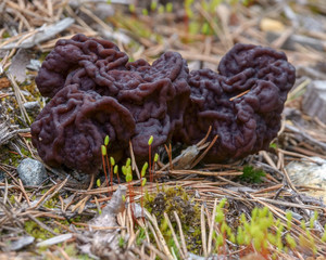 brain mushroom is an early summer mushroom