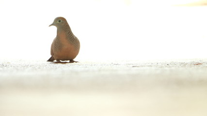 One Red Collared Dove on a white background