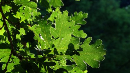 Feuilles de chêne
