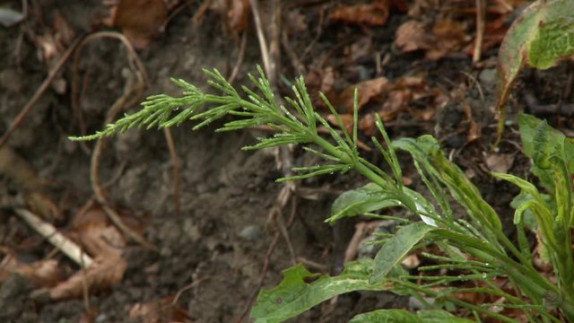 Handheld, panning, medium close up shot of chamomile plants without any flowerheads.