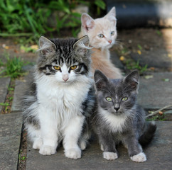 Three cute kittens, young cats looking forwards