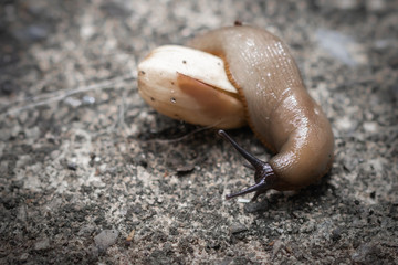 cute snail slug's passion for pistachio isolated