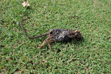 The dead carcass in the cemetery. Dead carcass on the lawn