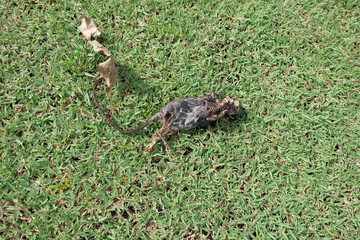  Carcass, Dead rat on the floor. - image