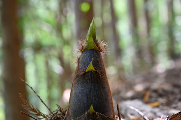 野生のたけのこ
