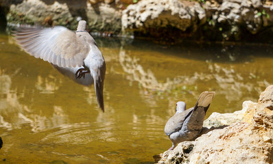 Turkish turtledoves enjoying in the water