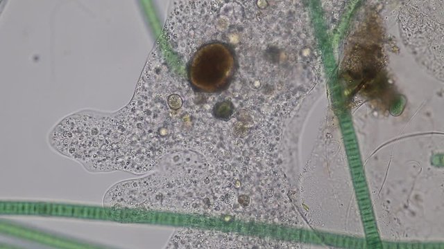 Amoebae move and feed by using pseudopods, which are bulges of cytoplasm formed by the coordinated action of actin microfilaments pushing out the plasma membrane that surrounds the cell.