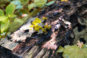 old tree with moss on roots in autumn forest